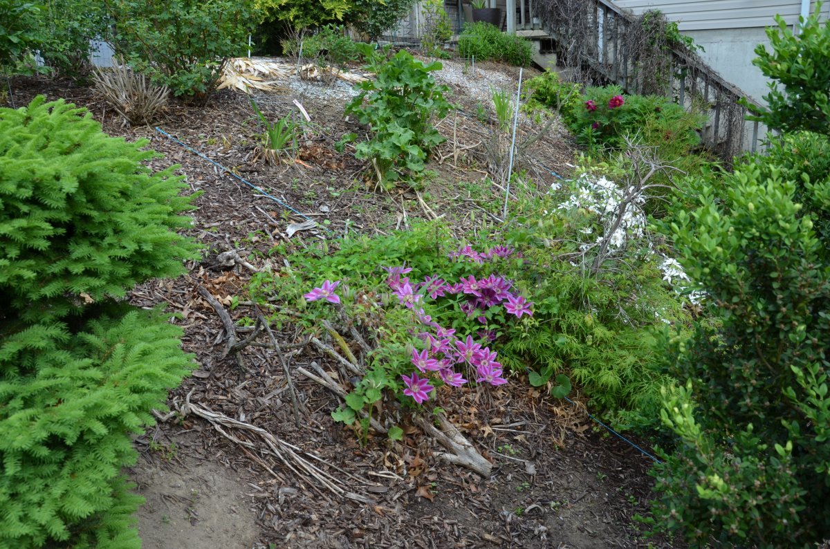 Клематис Доктор Руппель крупноцветковый - фото 5