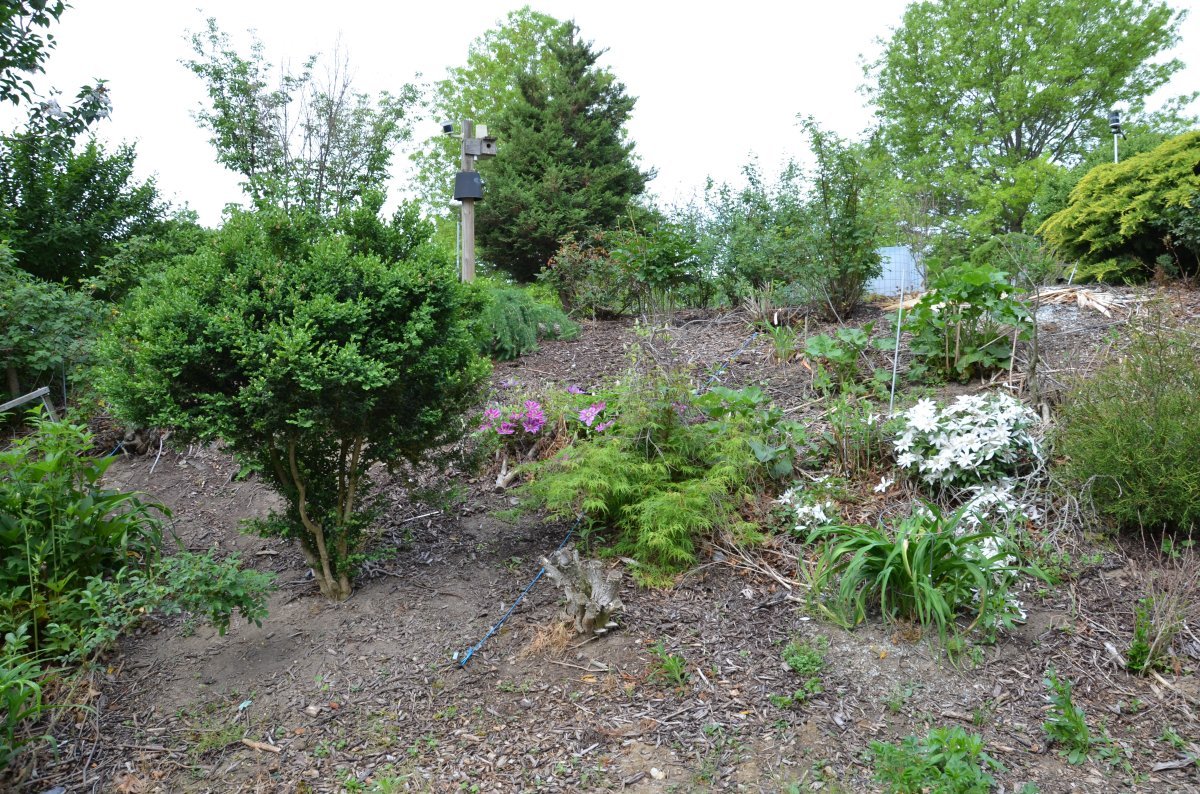 Клематис Доктор Руппель крупноцветковый - фото 3