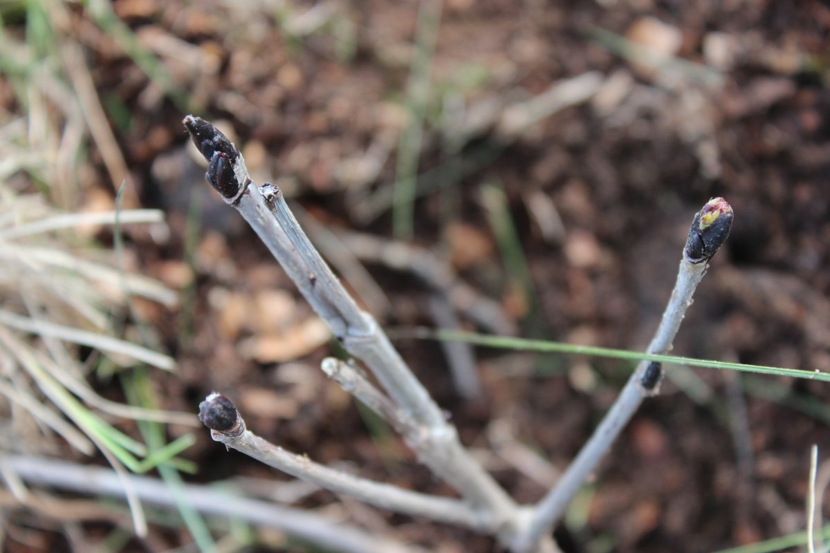 Рябина Бурка