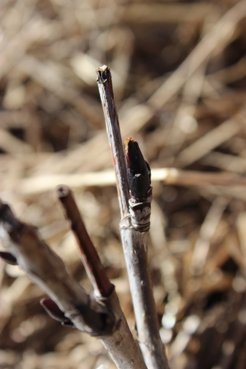 Рябина Бурка - фото 4