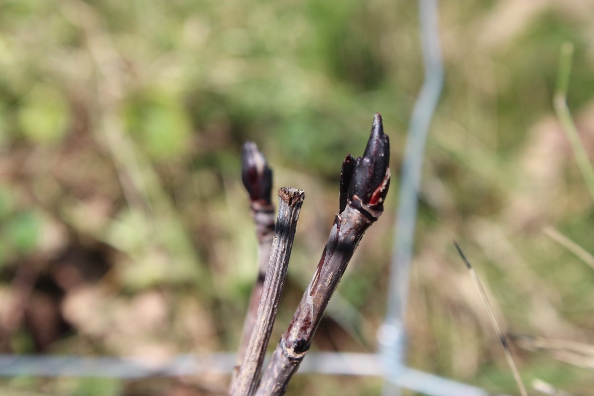 Рябина Бурка - фото 2