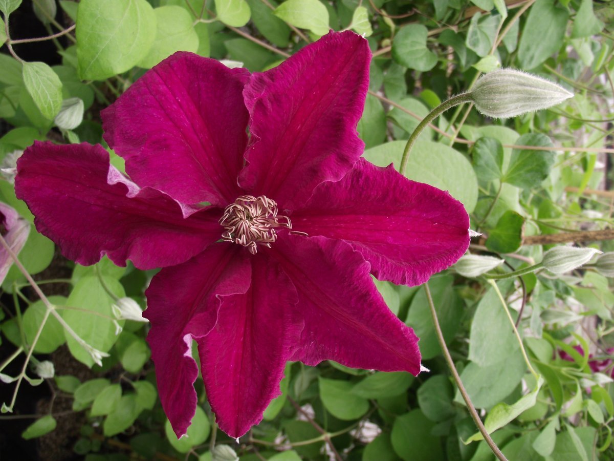 Клематис Эрнест Маркхем крупноцветковый