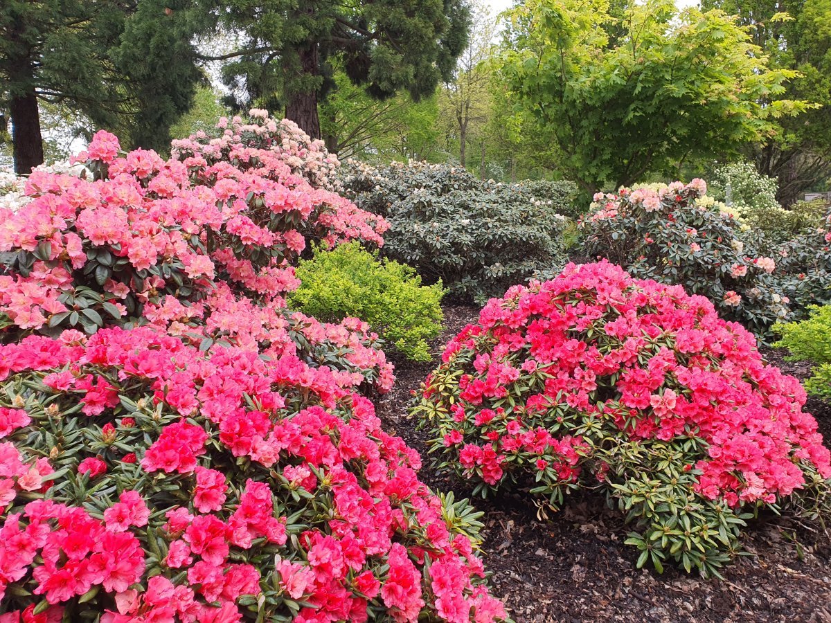 Рододендрон Германия - фото 3