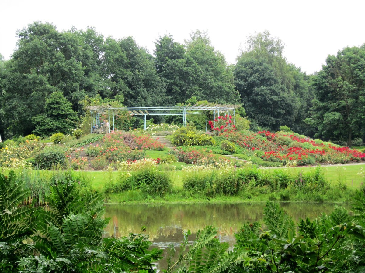 Рододендрон Германия - фото 5