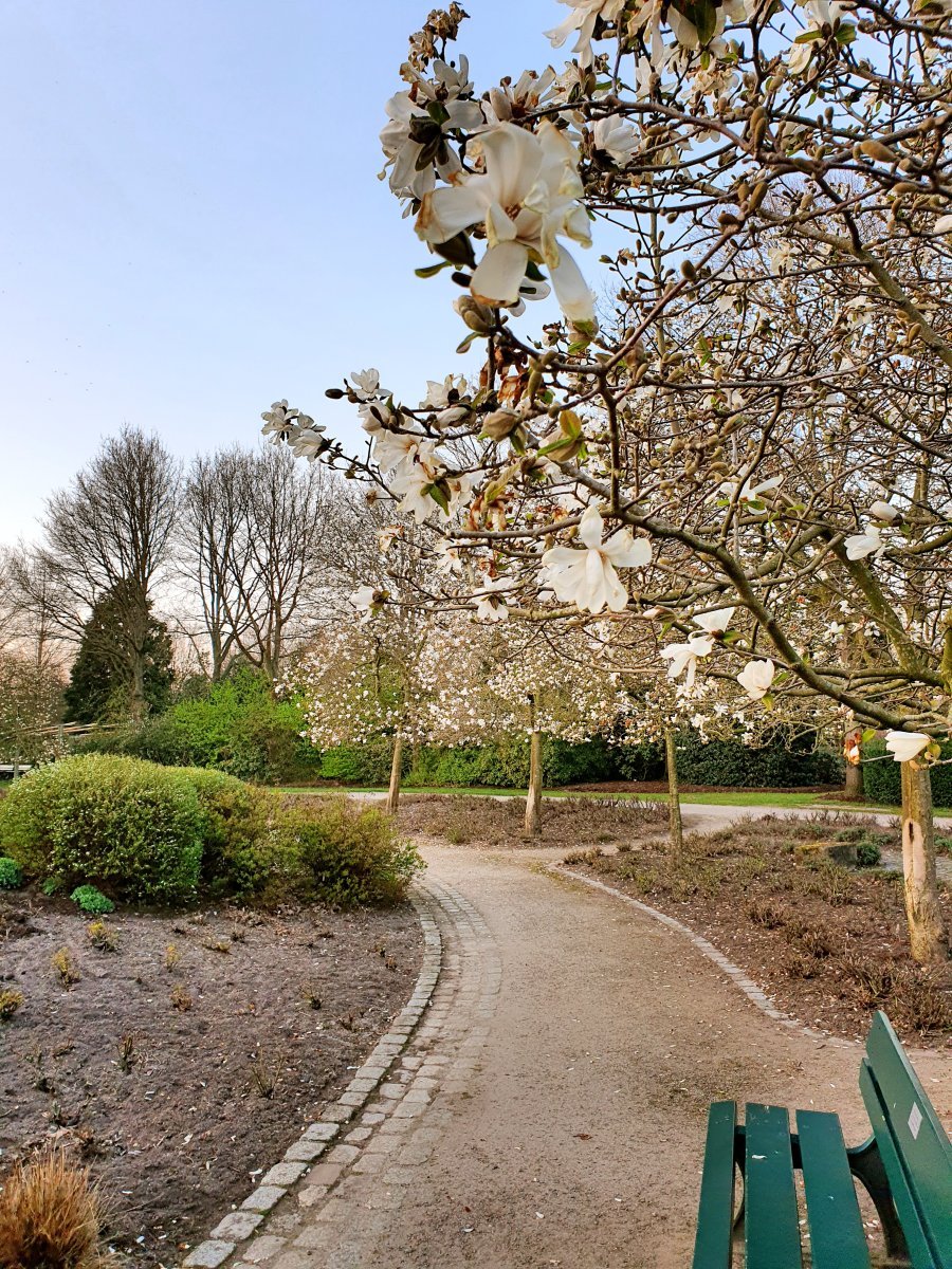 Рододендрон Германия - фото 7