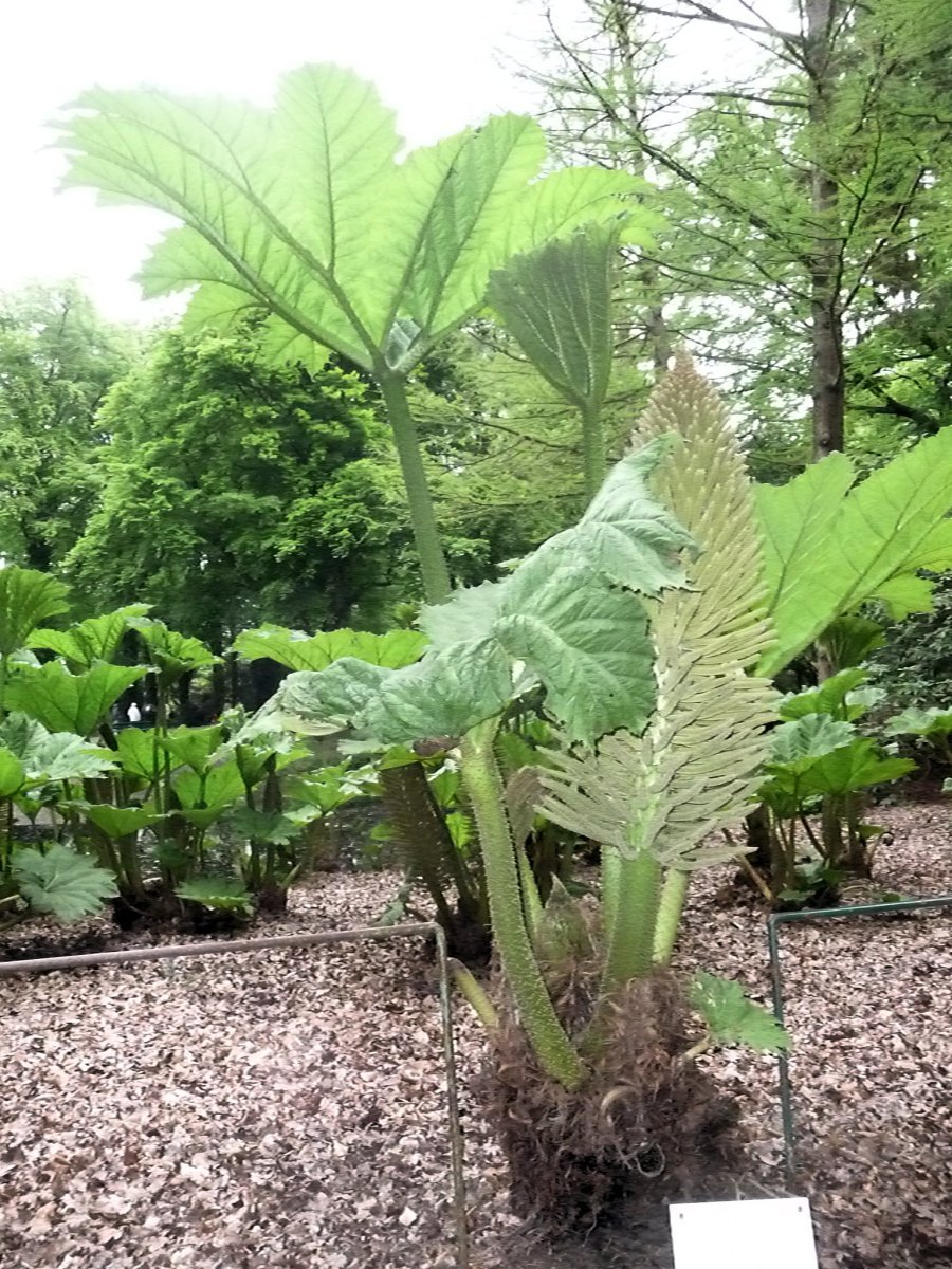 Рододендрон Германия - фото 8