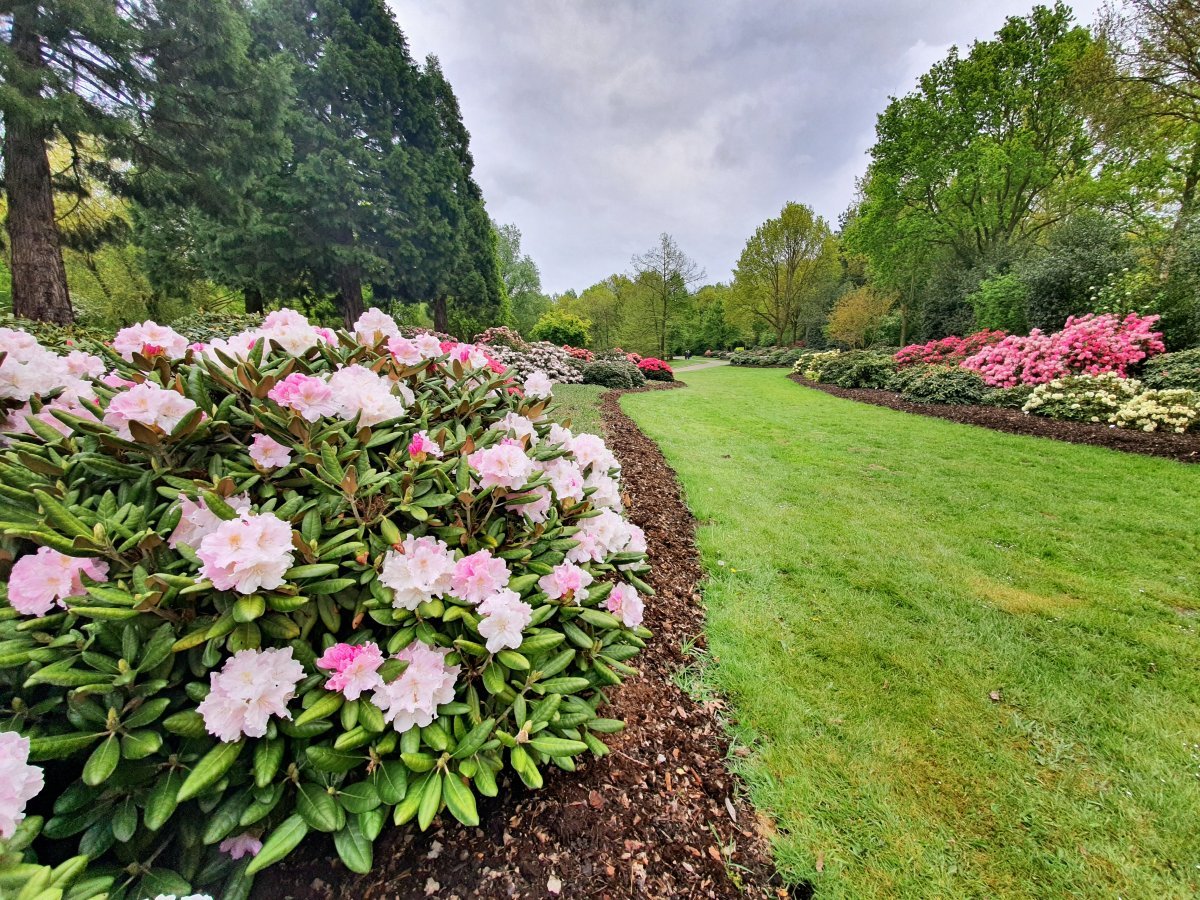 Рододендрон Германия - фото 6