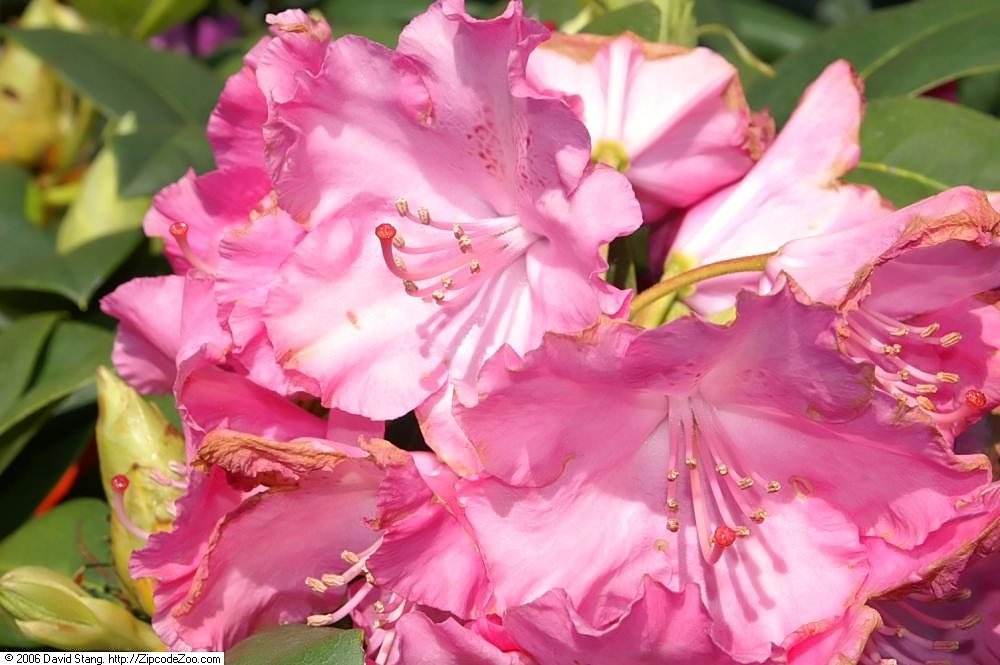 Рододендрон Германия - фото 9