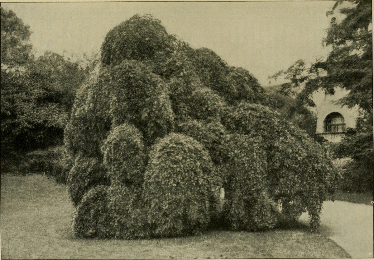 Пихта Фастигиата одноцветная