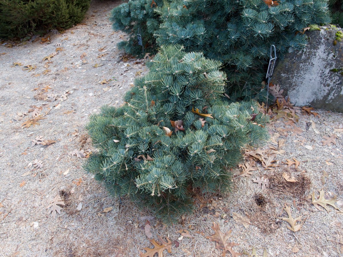 Пихта одноцветная Сильвер Блу