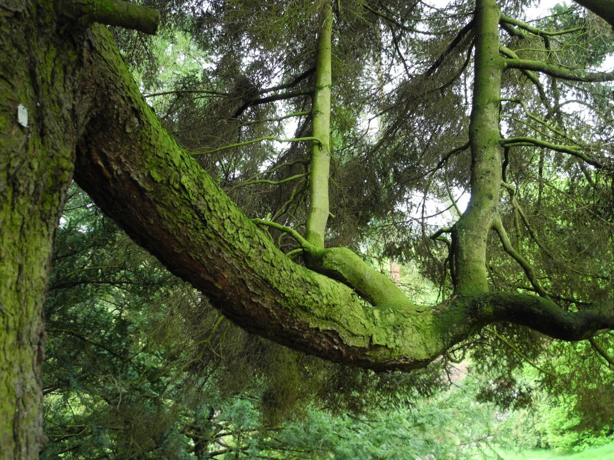 Ель Олендорфи обыкновенная - фото 3