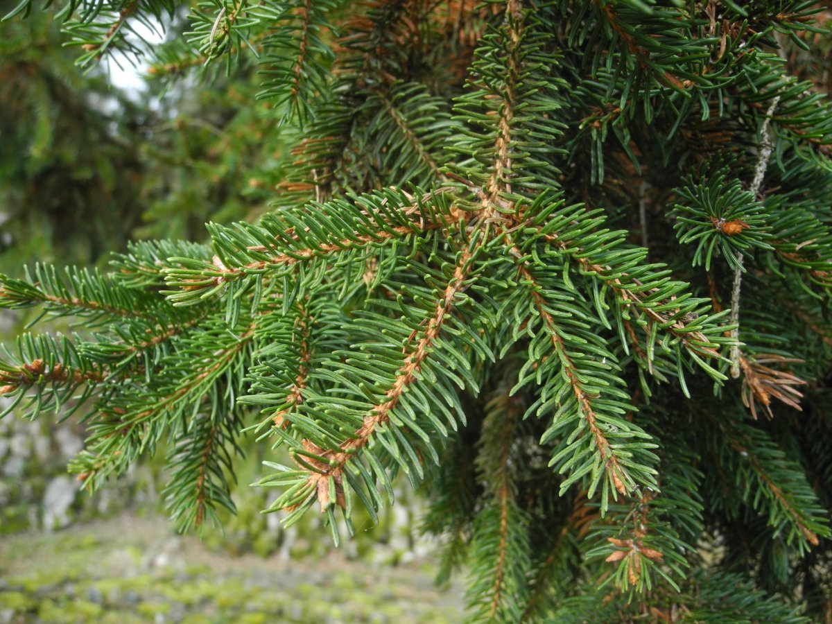 Ель Олендорфи обыкновенная - фото 10