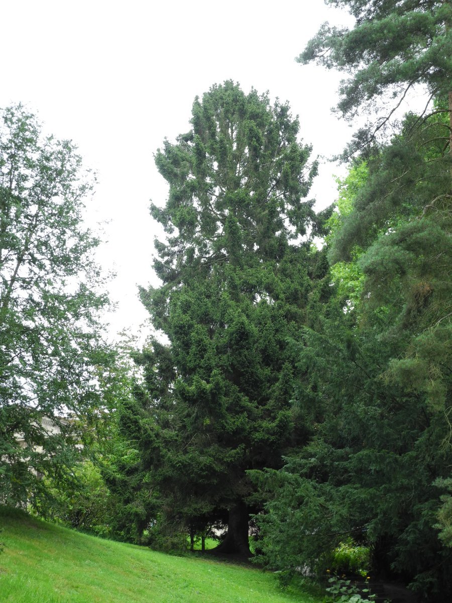 Ель Олендорфи обыкновенная - фото 4