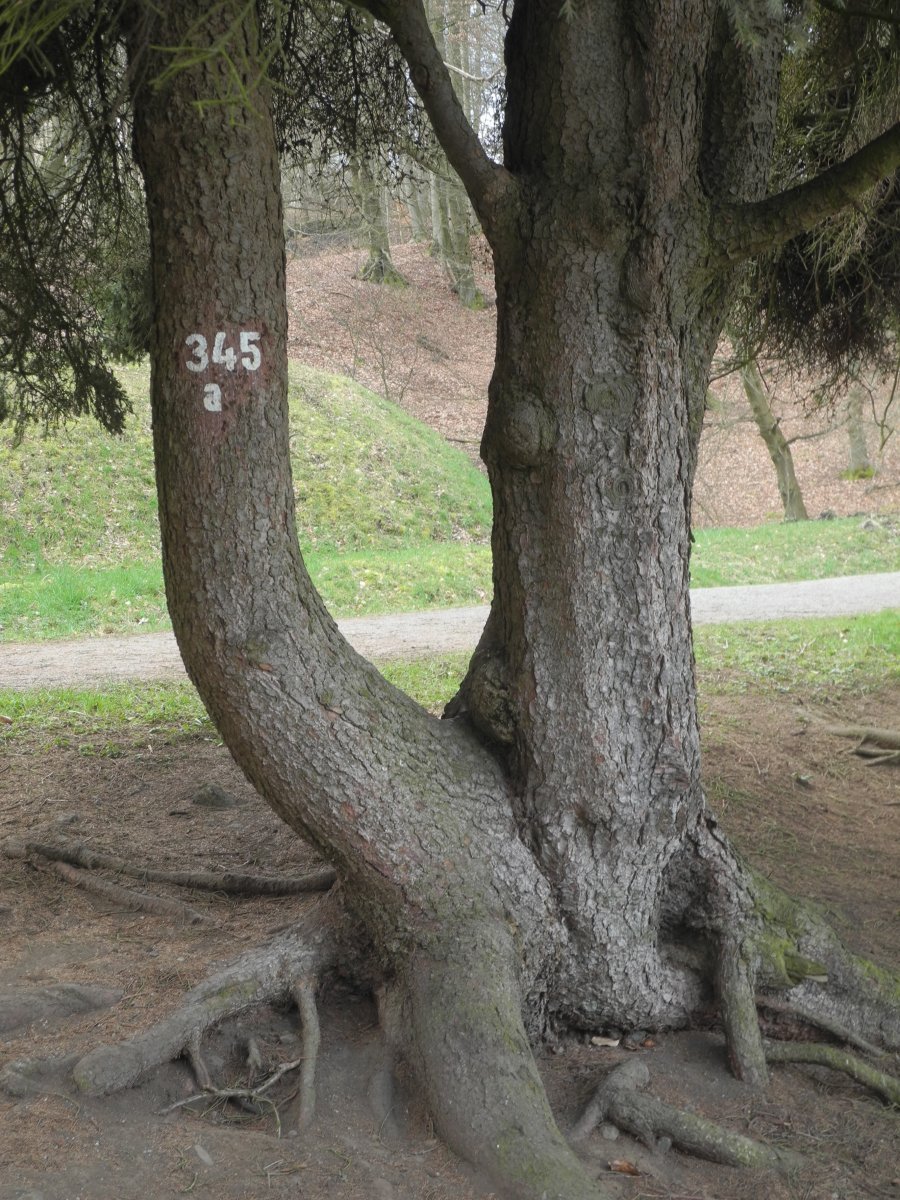 Ель Олендорфи обыкновенная - фото 7