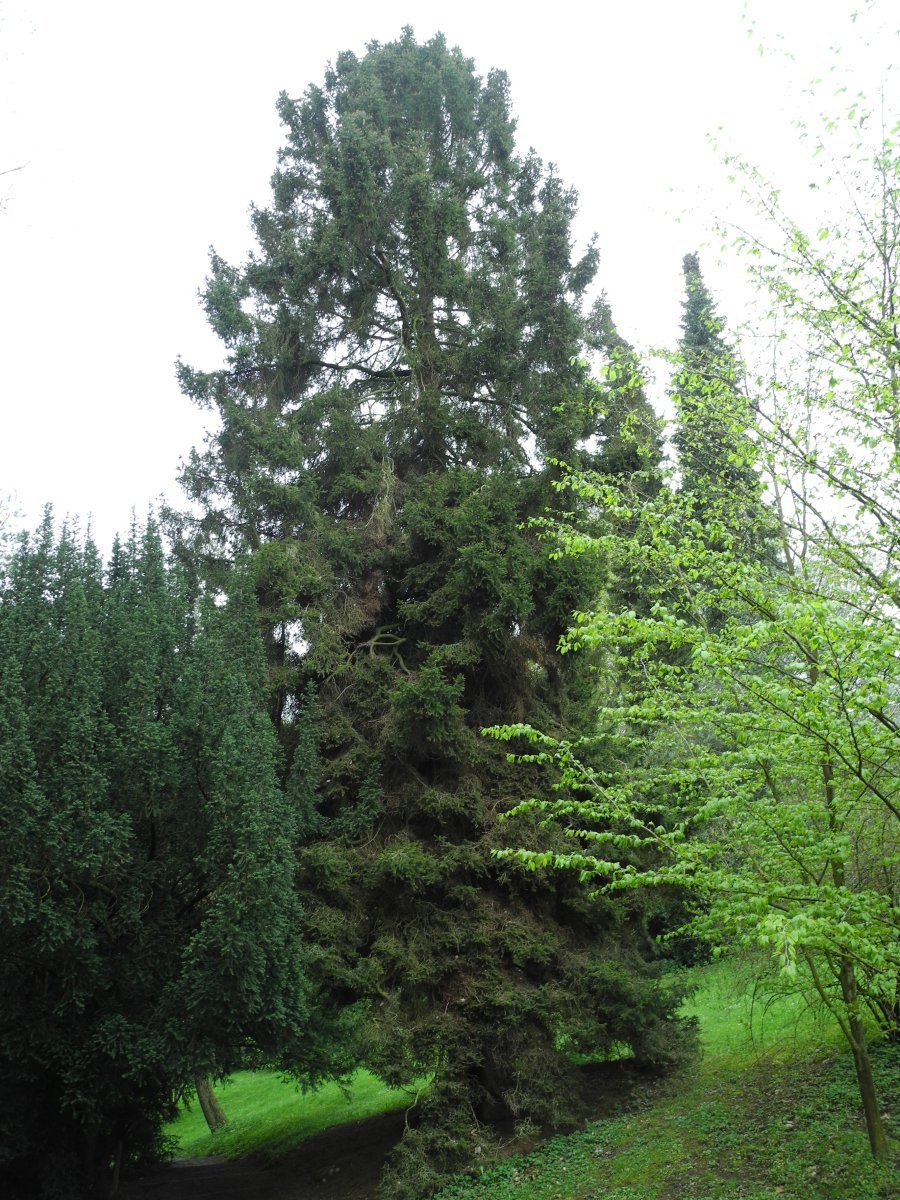 Ель Олендорфи обыкновенная