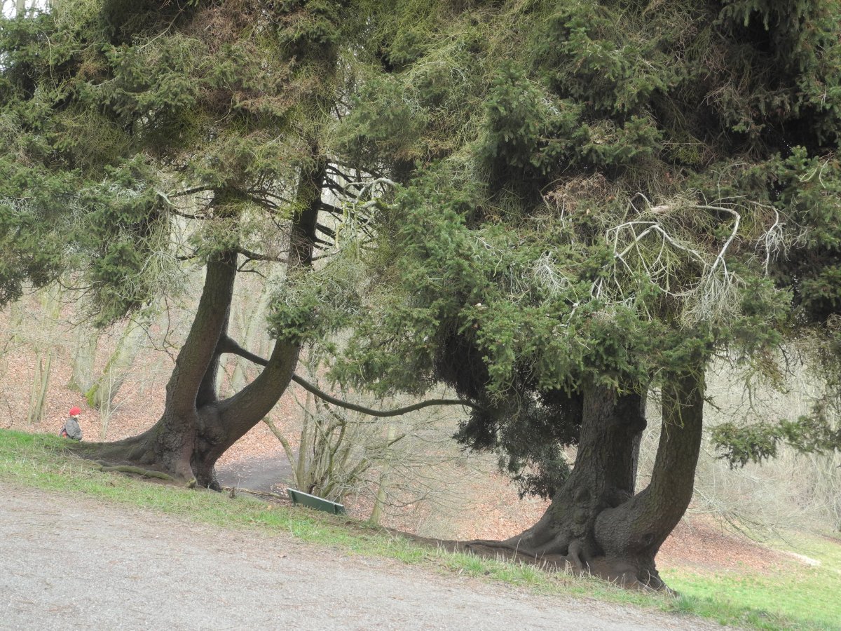 Ель Олендорфи обыкновенная - фото 6