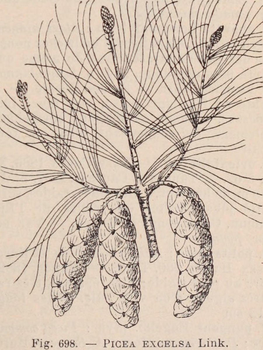 Ель обыкновенная Пендула Майор