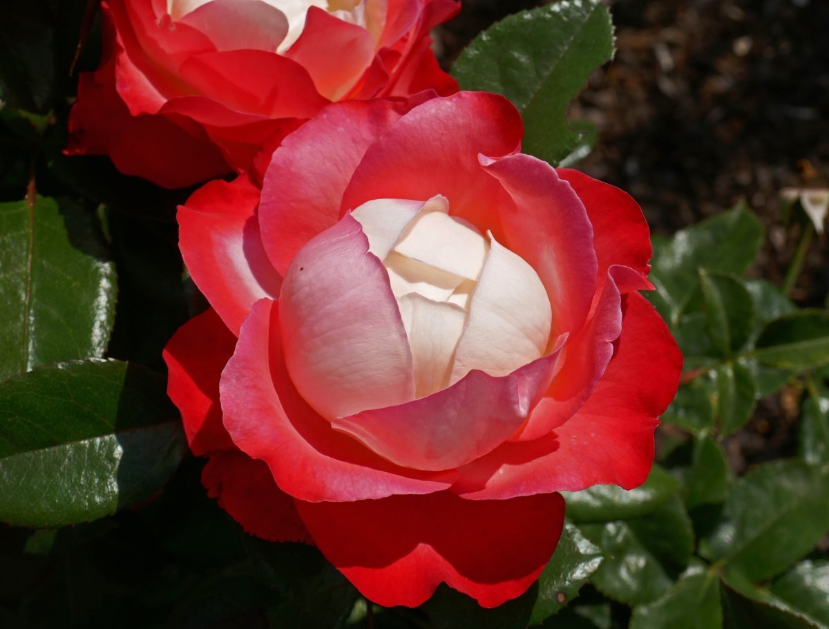 Роза чайно-гибридная Ностальжи - фото 6