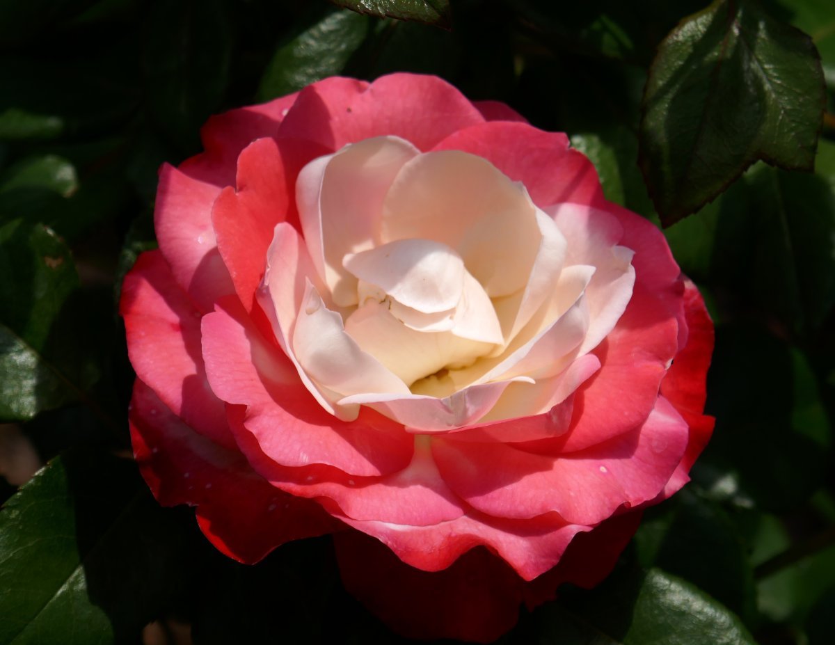 Роза чайно-гибридная Ностальжи - фото 11