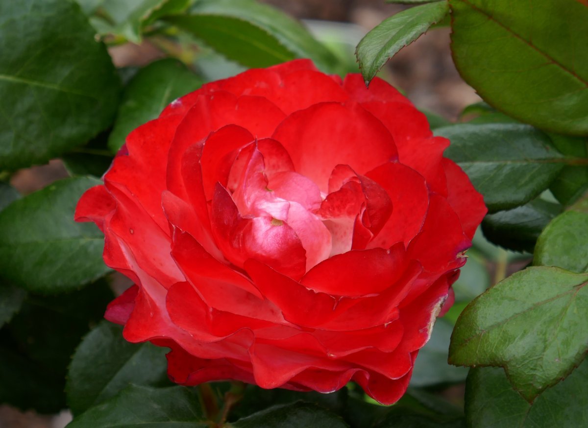 Роза чайно-гибридная Ностальжи - фото 8