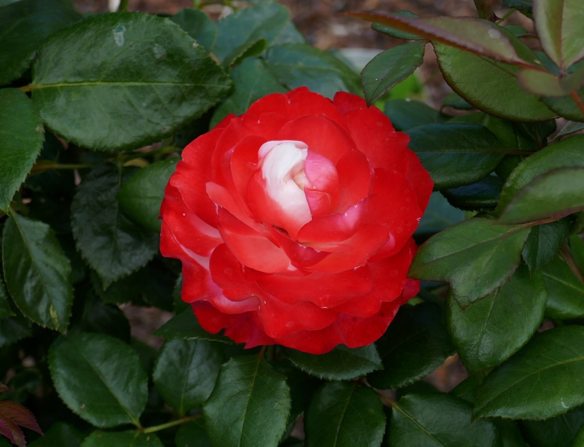 Роза чайно-гибридная Ностальжи - фото 10