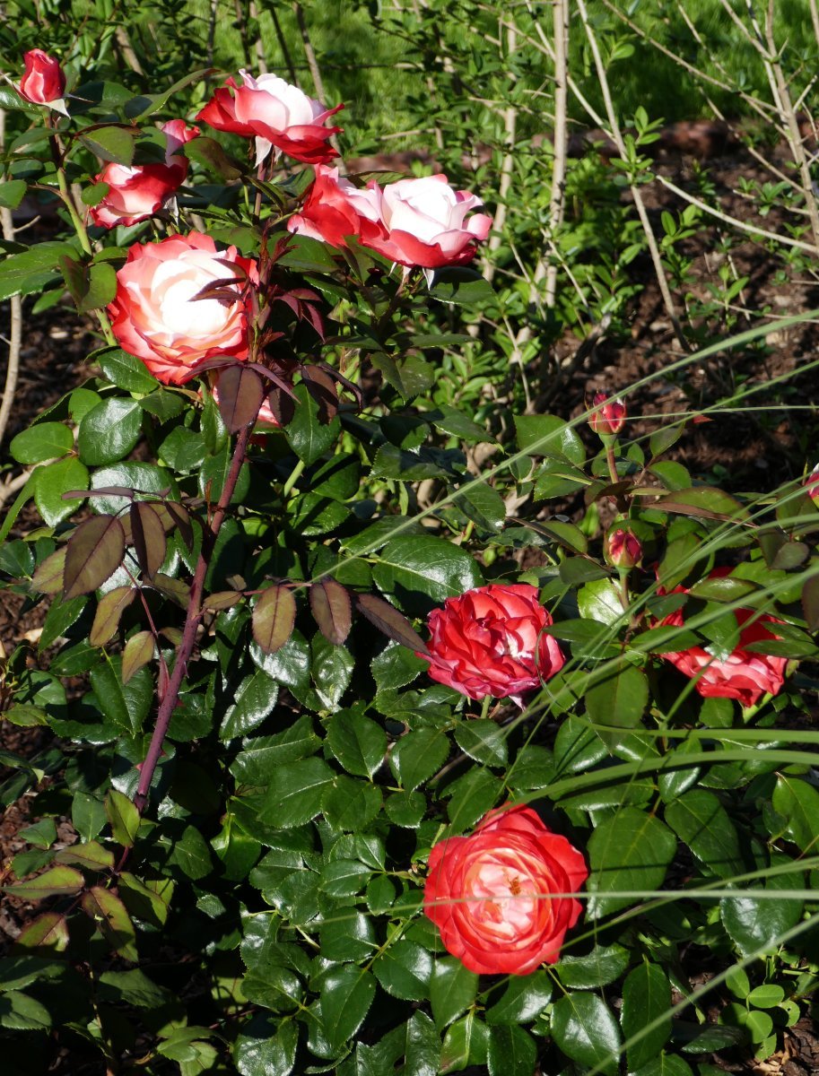 Роза чайно-гибридная Ностальжи - фото 7