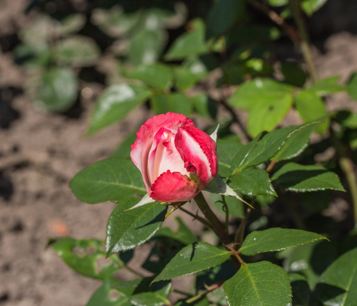 Роза чайно-гибридная Ностальжи - фото 2