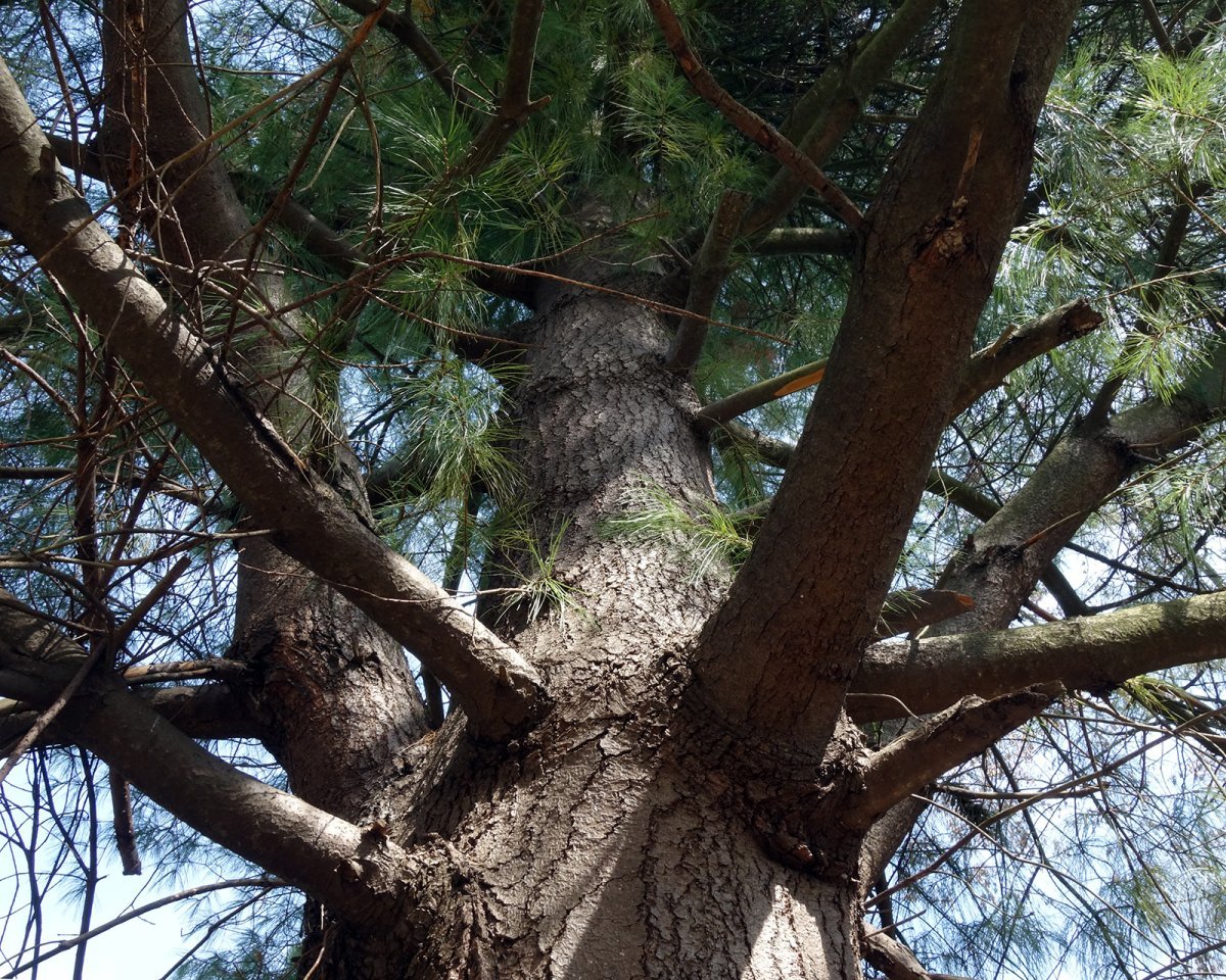 Сосна Шверина - фото 7