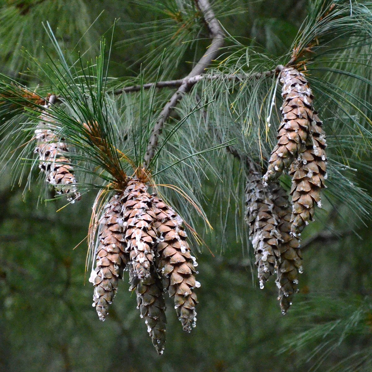Сосна Шверина