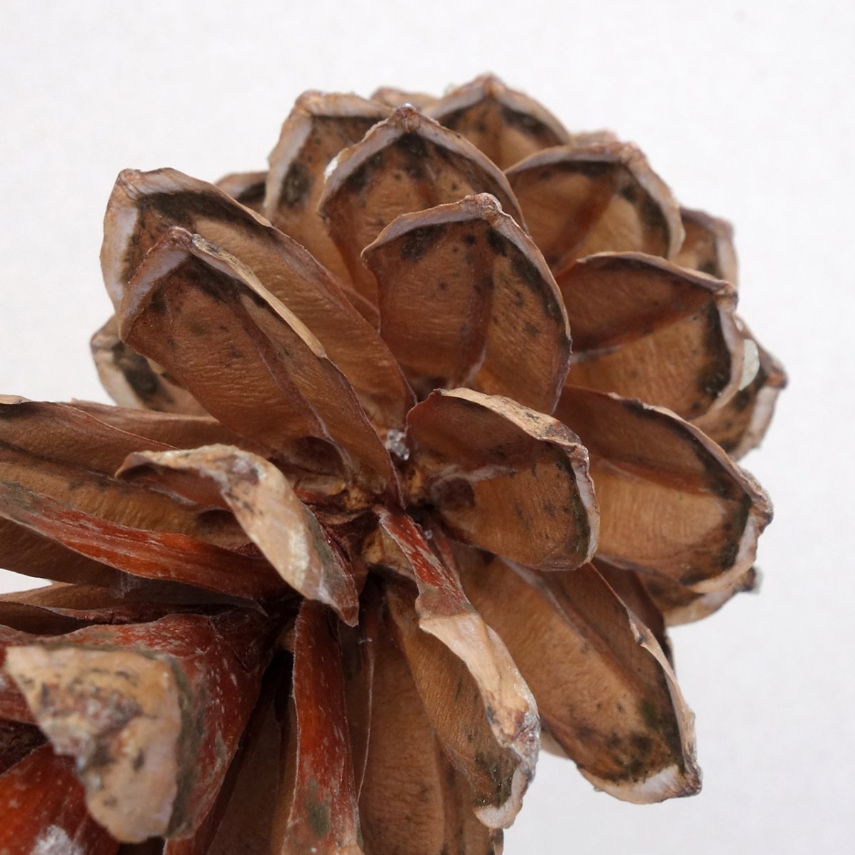 Сосна Шверина - фото 9