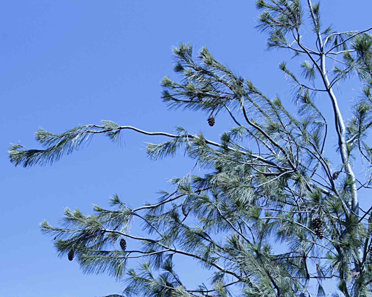 Сосна Шверина - фото 10