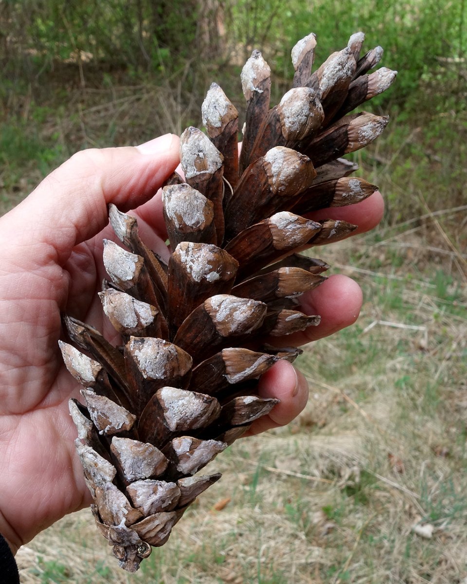 Сосна Шверина - фото 8