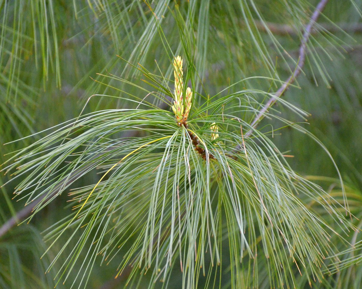 Сосна Шверина - фото 4