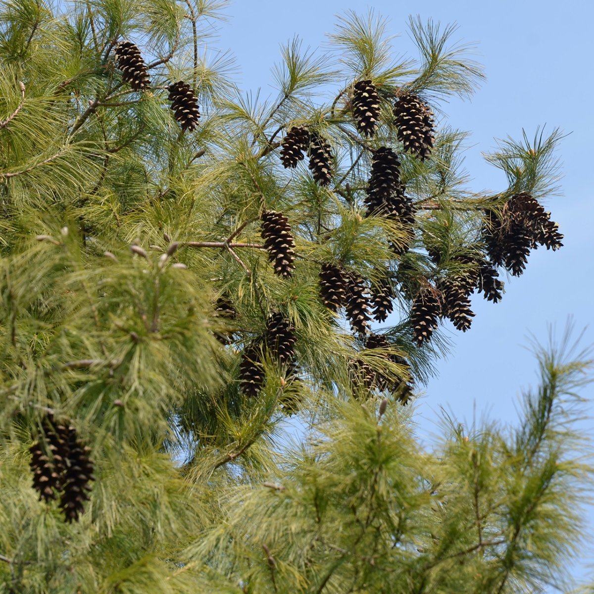 Сосна Шверина - фото 3