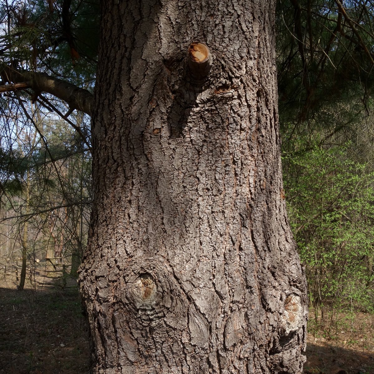 Сосна Шверина - фото 6