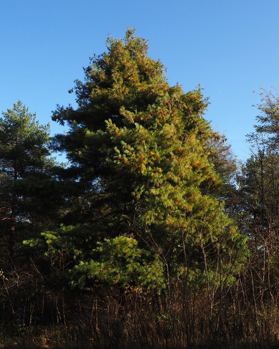 Сосна Шверина - фото 2