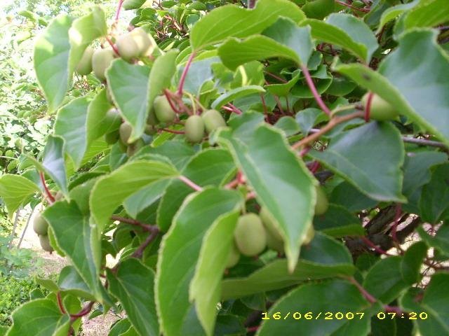 Актинидия Иссаи - фото 2