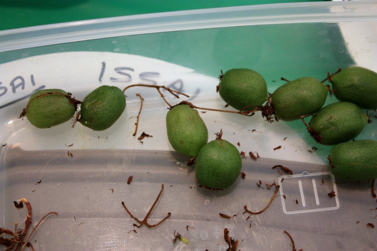 Актинидия Иссаи - фото 3