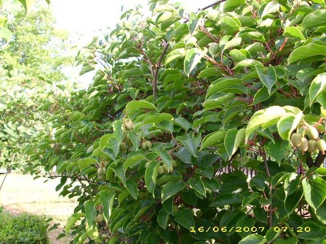 Актинидия Иссаи