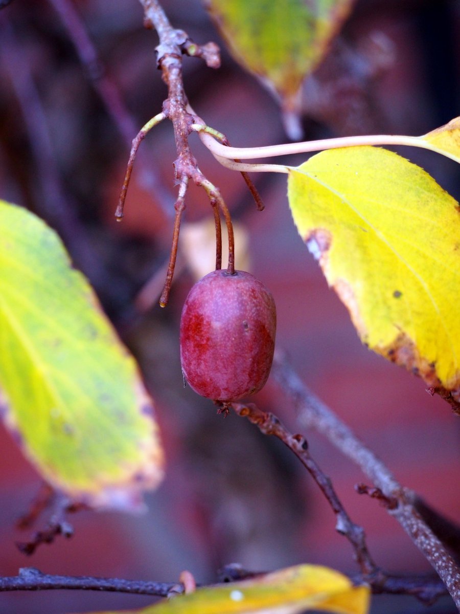 Актинидия Кенс Ред