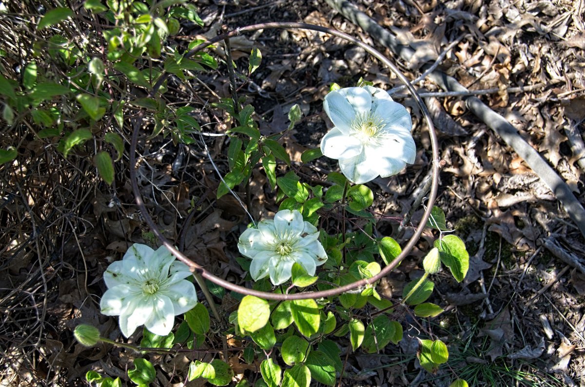 Клематис Джернси Крим крупноцветковый