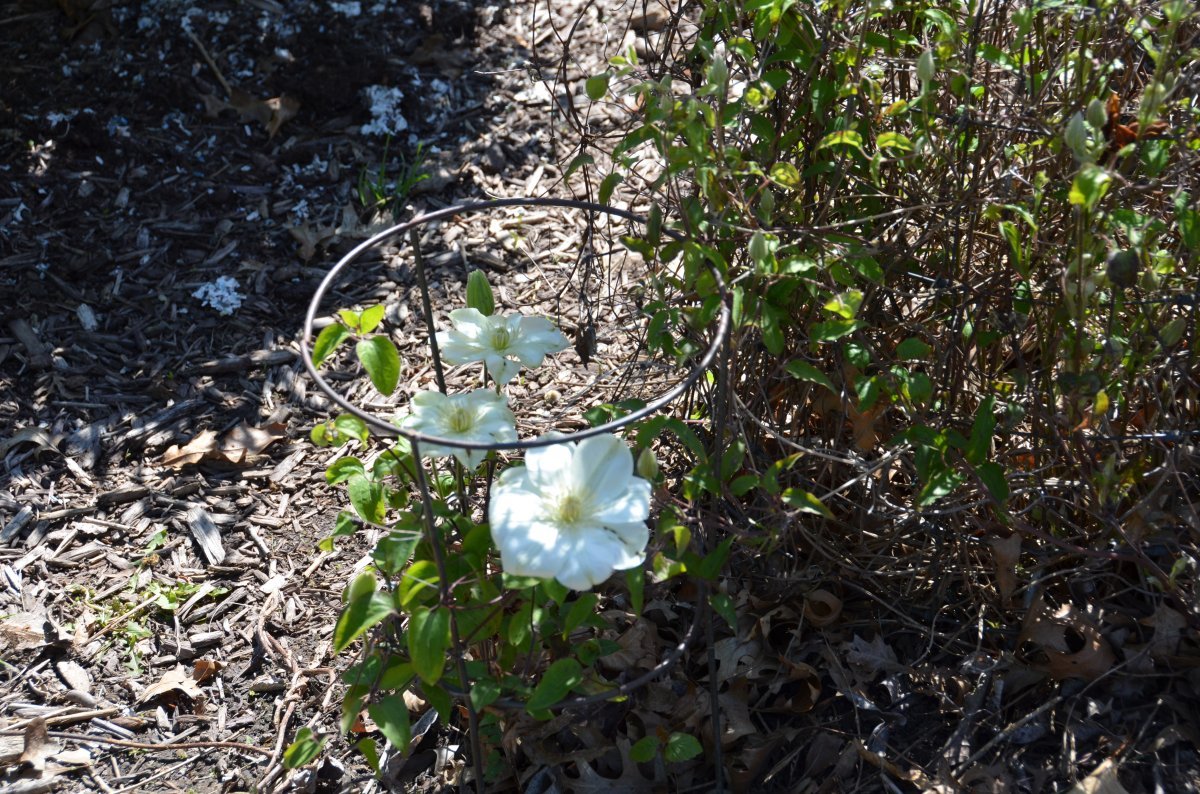 Клематис Джернси Крим крупноцветковый - фото 4