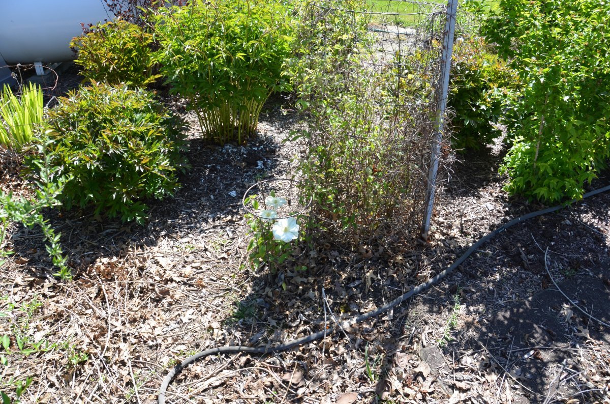 Клематис Джернси Крим крупноцветковый - фото 3