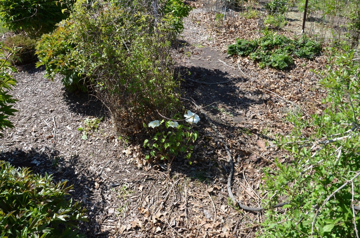 Клематис Джернси Крим крупноцветковый - фото 2