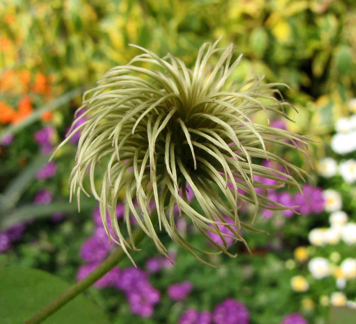 Клематис Джернси Крим крупноцветковый - фото 6