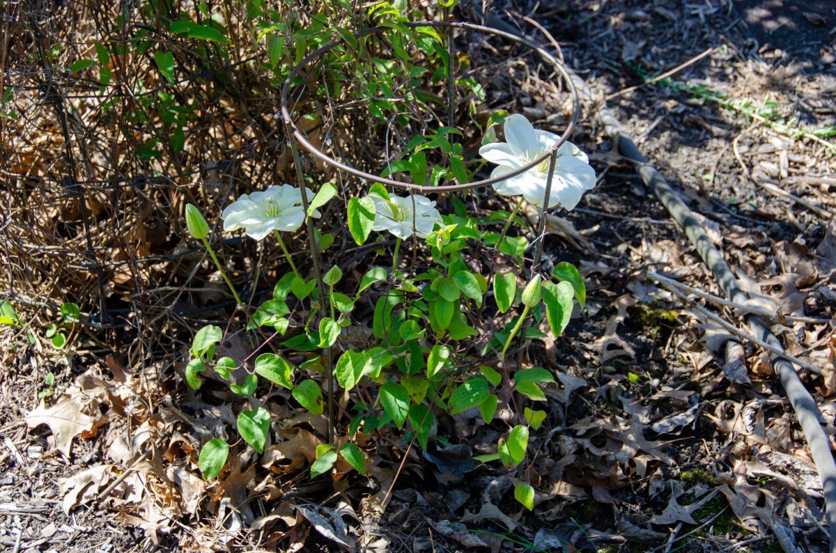 Клематис Джернси Крим крупноцветковый - фото 5