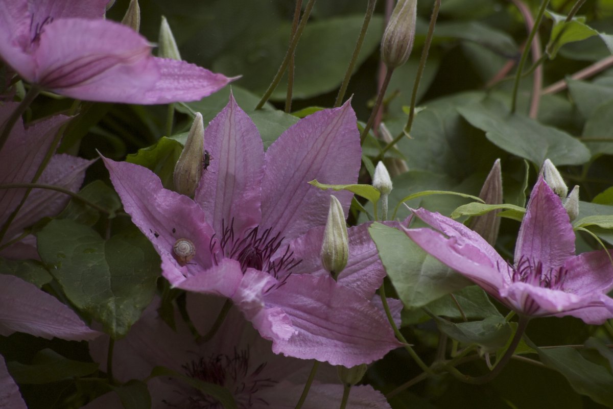 Клематис Хегли Хайбрид крупноцветковый - фото 2