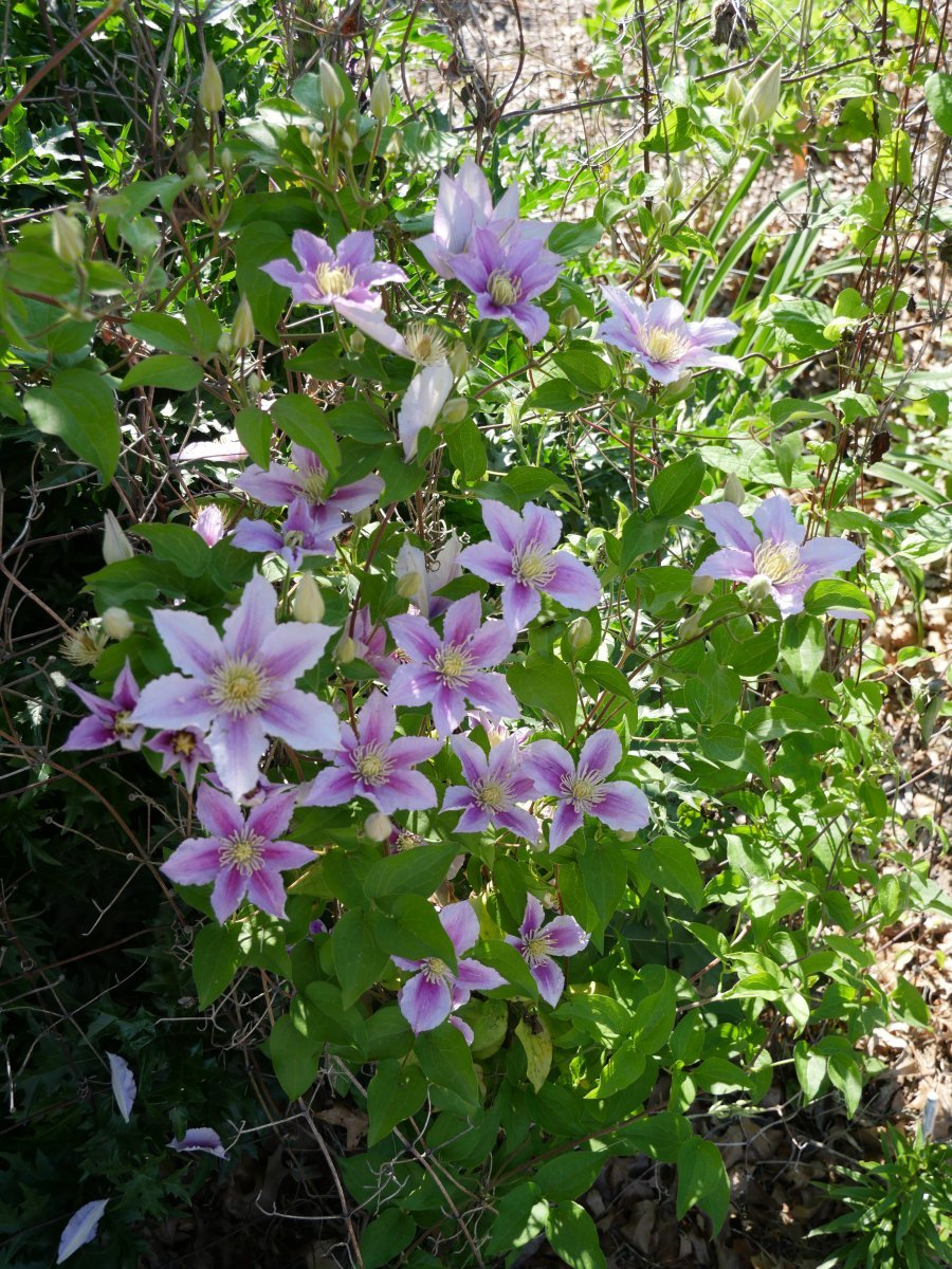 Клематис Хегли Хайбрид крупноцветковый - фото 8