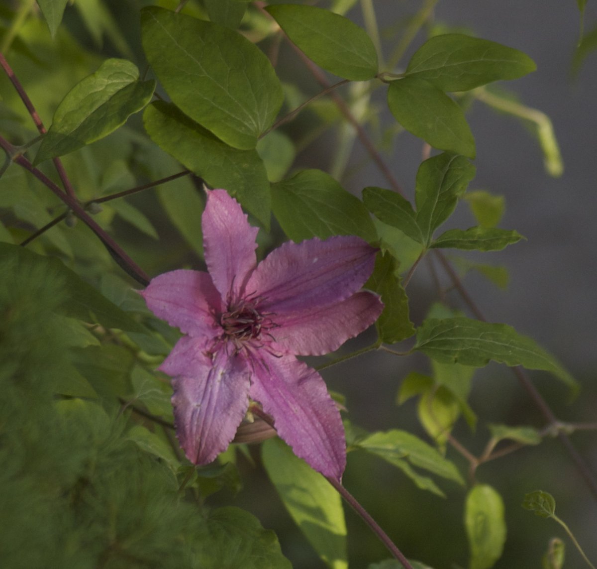 Клематис Хегли Хайбрид крупноцветковый - фото 3