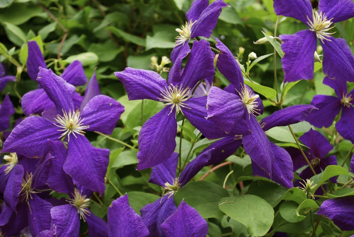 Клематис Жакмана крупноцветковый - фото 5